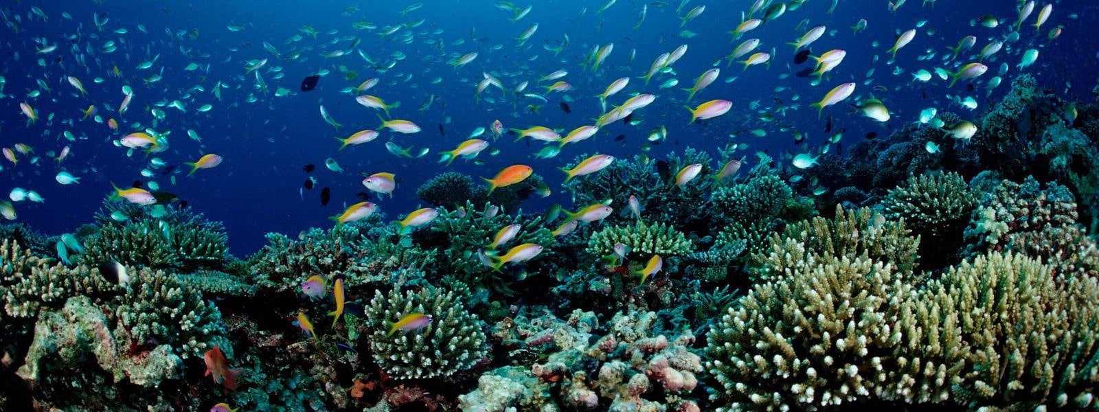 Spectacular Coral Reefs
