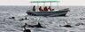 Dolphin Watching